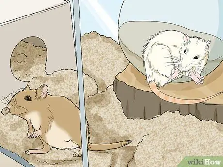 Выявление и лечение кист яичников у песчанок Шаг 5