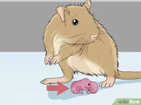 Выявление и лечение кисты яичников у песчанок Шаг 6