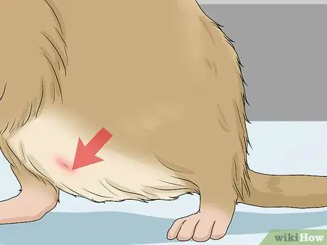 Выявление и лечение кисты яичников у песчанок Шаг 7