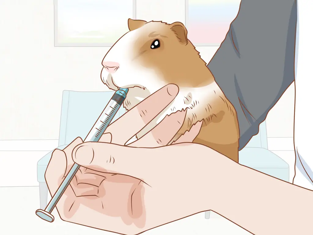 3 способа заставить морскую свинку съесть угощение прямо у вас из рук