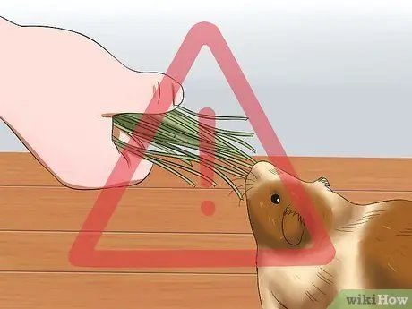 Кормите морских свинок витамином С, шаг 1