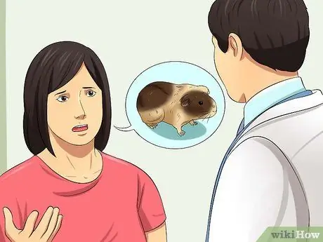 Кормите морских свинок витамином С, шаг 10