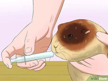 Кормите морских свинок витамином С, шаг 11