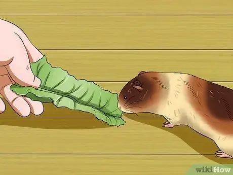 Кормите морских свинок витамином С, шаг 3