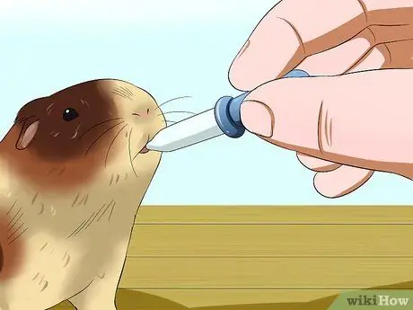 Кормите морских свинок витамином С, шаг 7