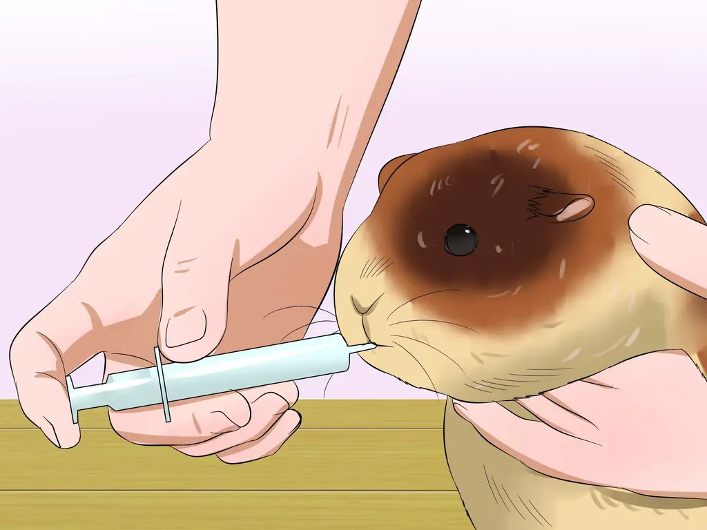 3 способа кормить морских свинок витамином С