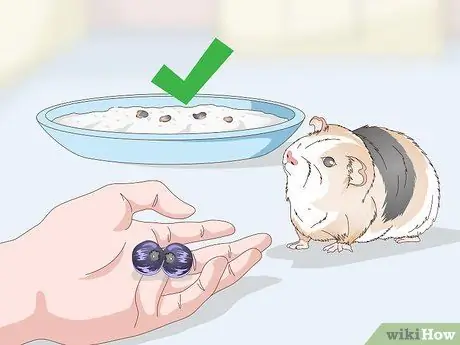 Угощение для морской свинки Шаг 7