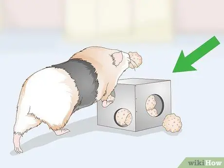 Угощение для морской свинки Шаг 8