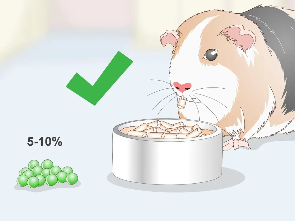 Как угостить морскую свинки лакомством: 9 шагов (с иллюстрациями)
