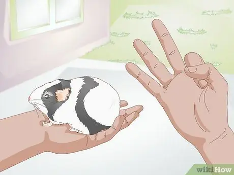 Кормите морскую свинку сбалансированным питанием Шаг 10