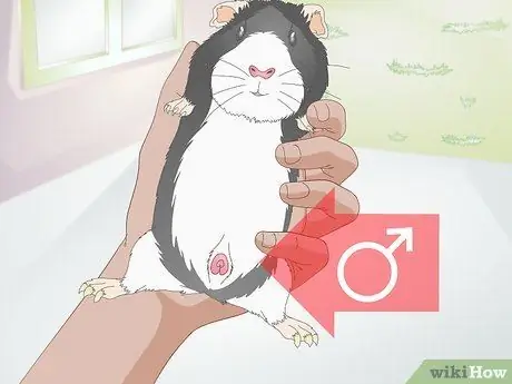 Кормите морскую свинку сбалансированным питанием Шаг 11