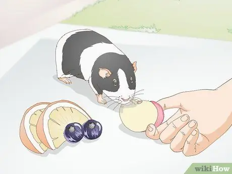 Кормите морскую свинку сбалансированным питанием Шаг 6