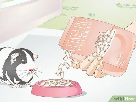 Кормите морскую свинку сбалансированным питанием Шаг 8