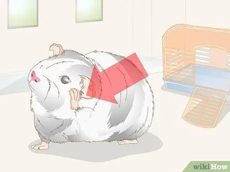 Выбираем игрушки для морской свинки Шаг 12