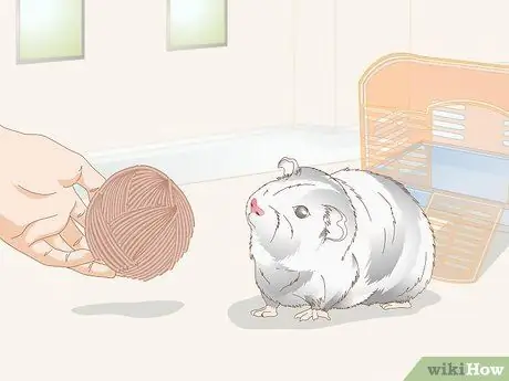 Выберите игрушки для морской свинки Шаг 3