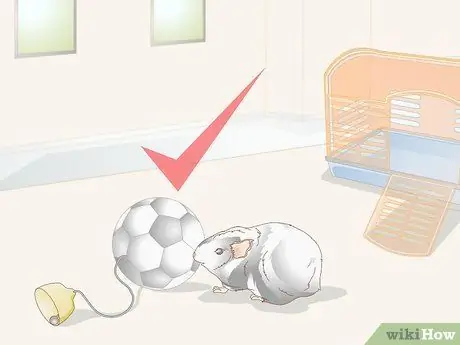 Выберите игрушки для морской свинки Шаг 4