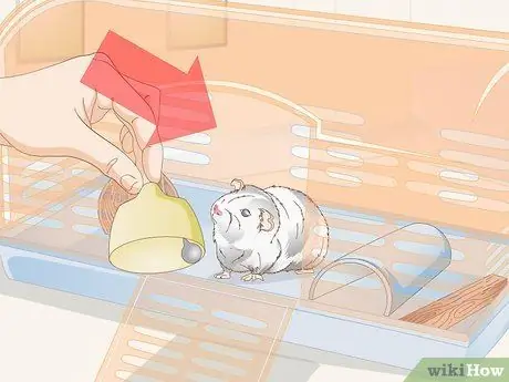 Выберите игрушки для морской свинки Шаг 5