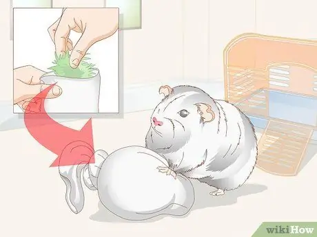 Выберите игрушки для морской свинки Шаг 6