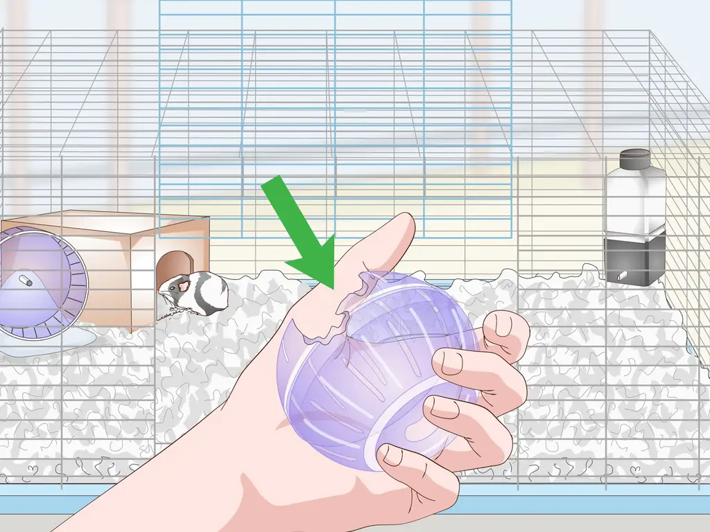 Как разместить домашнюю морскую свинку (с иллюстрациями)