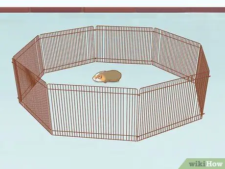 Морская свинка - залог вашего дома Шаг 12