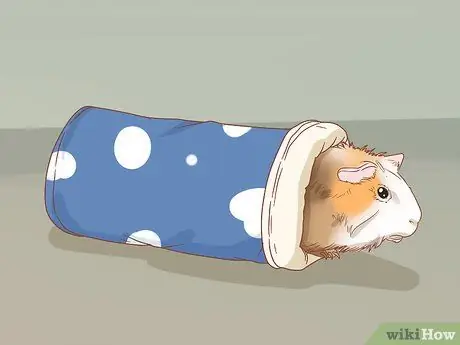 Морская свинка - залог вашего дома Шаг 13