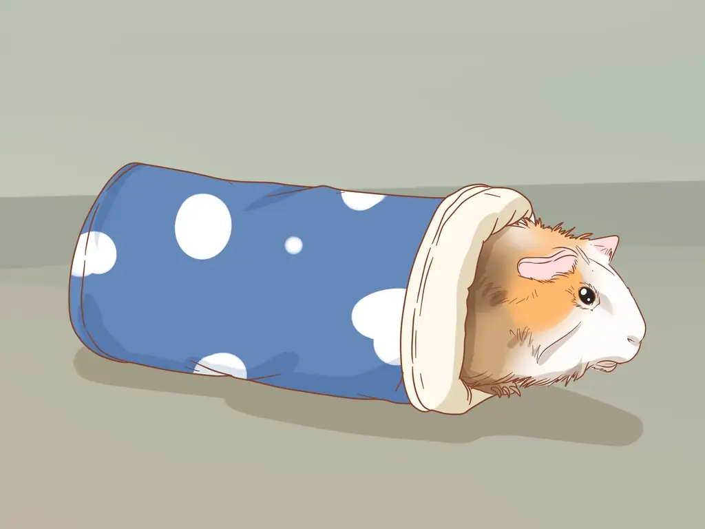 3 способа защитить ваш дом от морской свинки