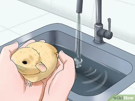 Диагностика теплового удара у морских свинок Шаг 10