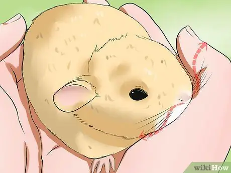 Диагностика теплового удара у морских свинок Шаг 2