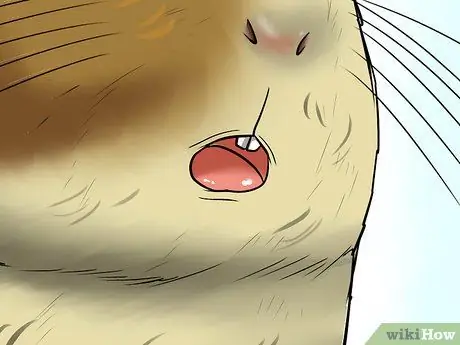 Диагностика теплового удара у морских свинок Шаг 3