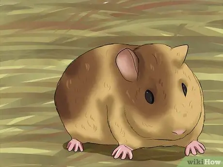 Диагностика теплового удара у морских свинок Шаг 4