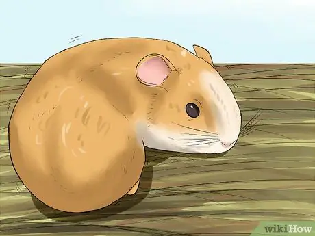 Диагностика теплового удара у морских свинок Шаг 6