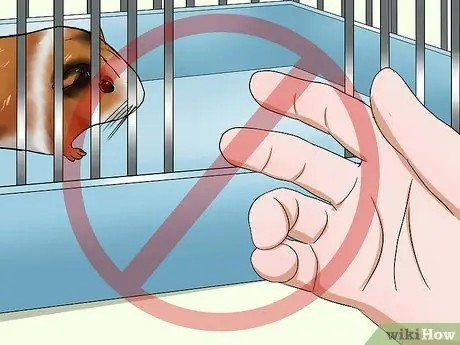 Заставьте свою морскую свинку перестать кусать вас Шаг 1