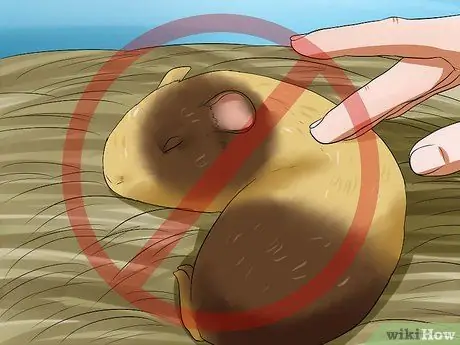 Заставьте свою морскую свинку перестать кусать вас Шаг 10