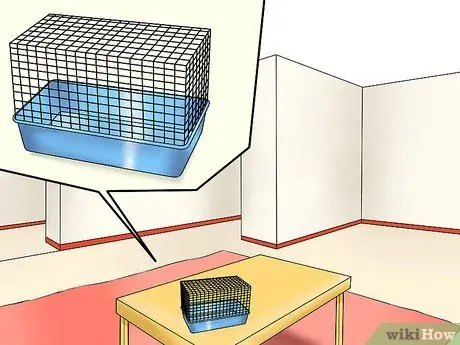 Заставьте свою морскую свинку перестать кусать вас Шаг 4