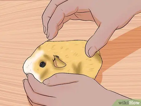 Заставьте свою морскую свинку перестать кусать вас Шаг 7