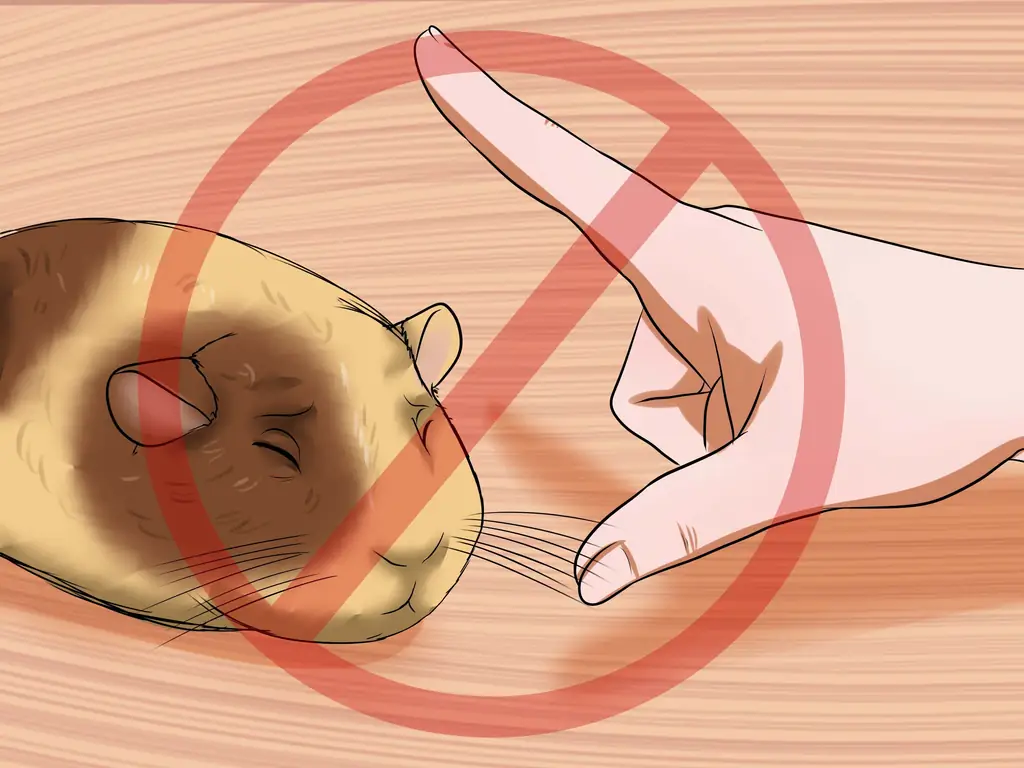 Как заставить морскую свинку перестать вас кусать: 11 шагов