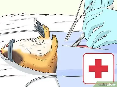 Диагностика и лечение опухолей у морских свинок Шаг 11