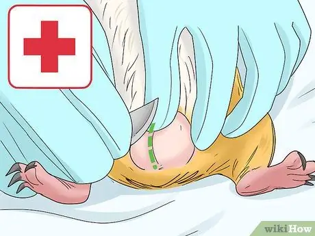 Диагностика и лечение опухолей у морских свинок Шаг 12