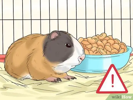 Диагностика и лечение опухолей у морских свинок Шаг 14