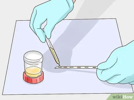 Диагностика и лечение опухолей у морских свинок Шаг 8