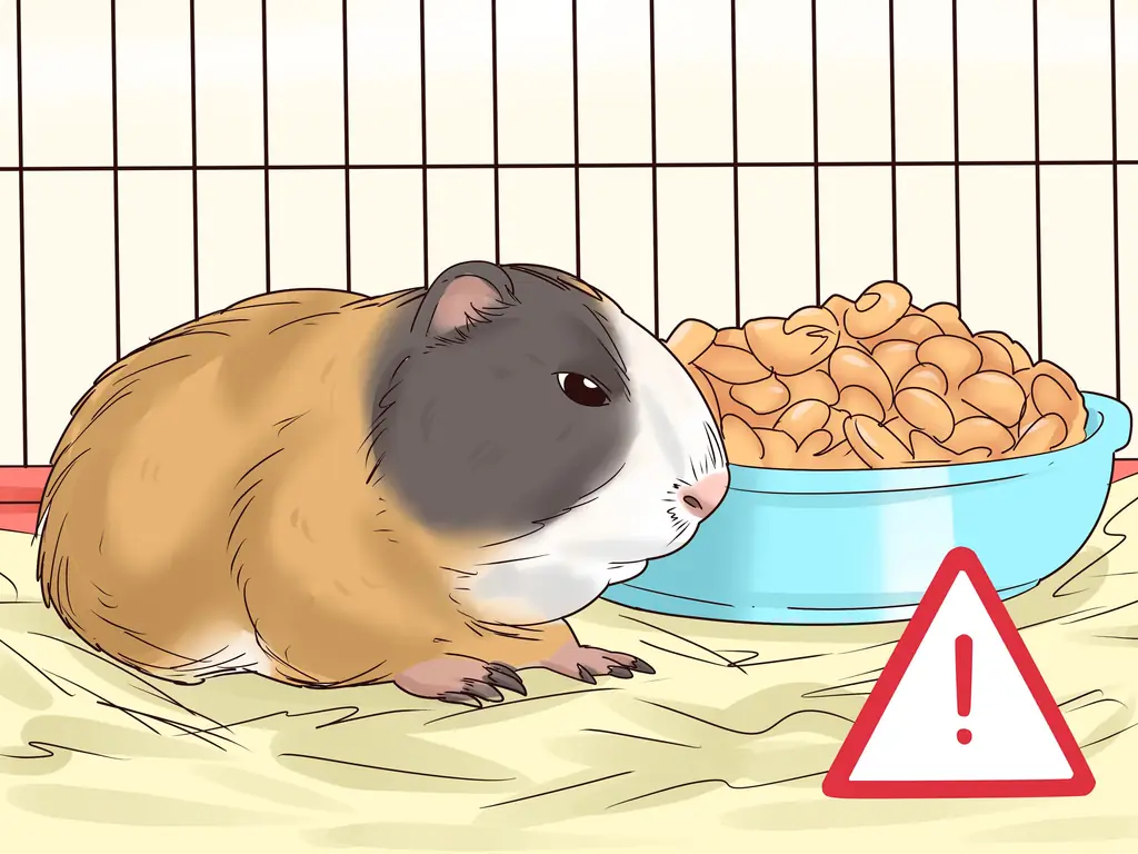 3 способа диагностики и лечения опухолей у морских свинок