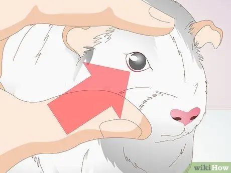 Лечить конъюнктивит у морских свинок Шаг 1