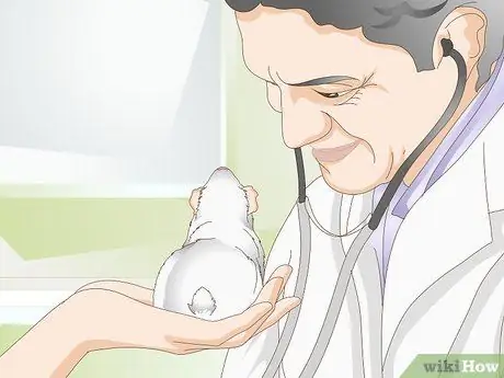 Лечить конъюнктивит на морских свинках Шаг 2