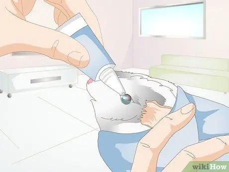 Лечить конъюнктивит у морских свинок Шаг 3