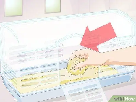 Лечить конъюнктивит на морских свинках Шаг 5