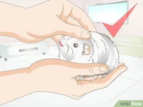 Лечить конъюнктивит на морских свинках Шаг 7