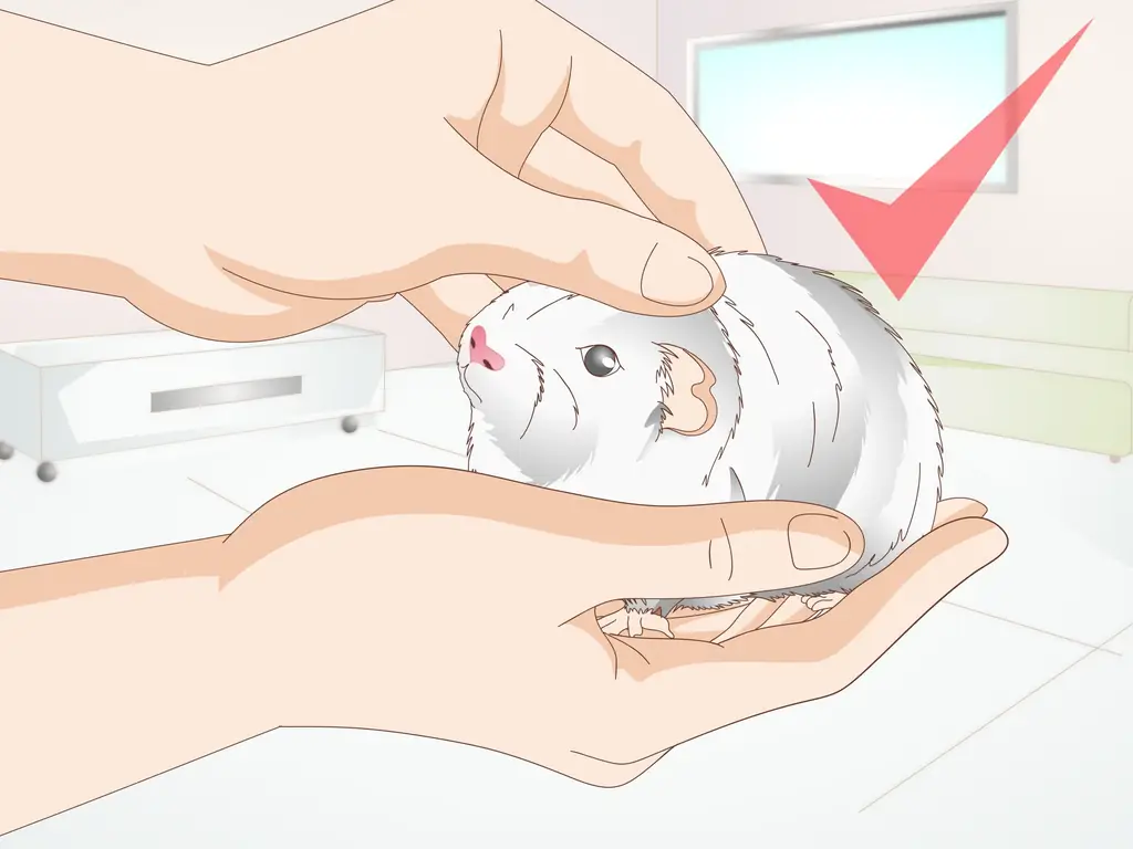 Как лечить конъюнктивит у морских свинок: 7 шагов