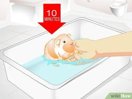 Позаботьтесь о перегретой морской свинке Шаг 4
