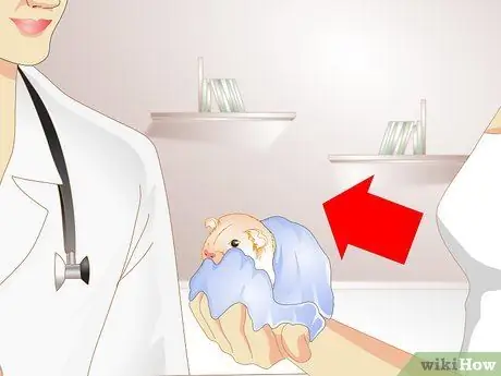 Позаботьтесь о перегретой морской свинке Шаг 6