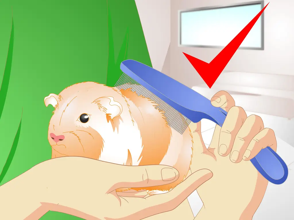 Как позаботиться о перегретой морской свинке: 10 шагов